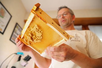 Apiculture : quand les reines résistent au varroa