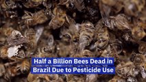 The Bees Are Dying In Brazil