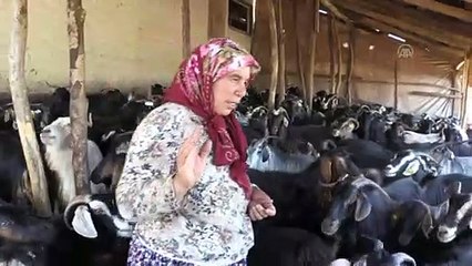 Devlet desteğiyle keçi sayısını 4'e katladı - BİNGÖL