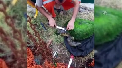 Yosun bağlamış caretta carettayı balıkçılar kurtardı - HATAY