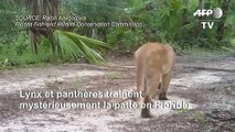 Une étrange maladie paralyse les panthères et lynx de Floride