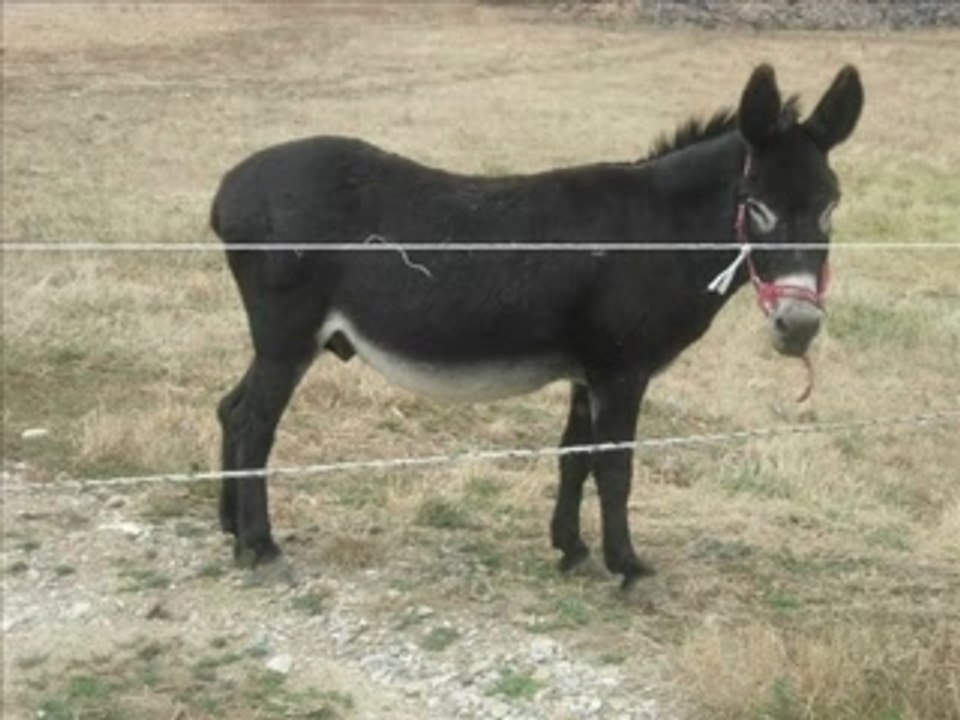 Midton le cheval frison £ l'âne inconnu