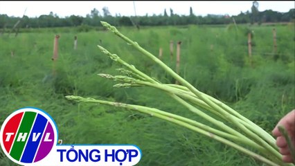 THVL | Nông dân An Giang có thu nhập ổn định nhờ đưa "rau vua" xuống ruộng