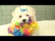 Ridiculous Maltese Puppies Go To Hawaii
