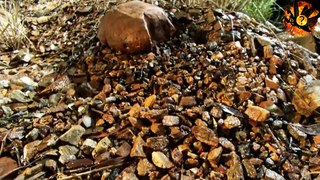 desert centipede vs trapdoor| mille-pattes du désert vs trappe