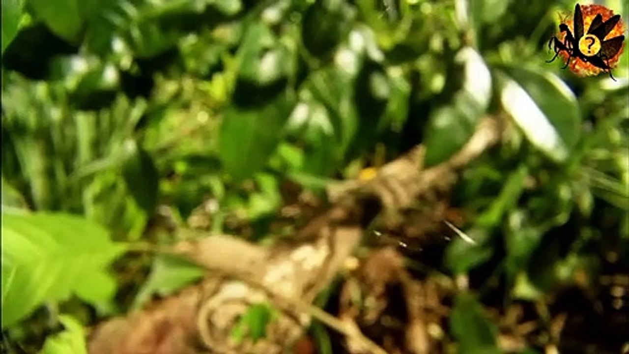 green jumping spider vs long jawed jumping spider| araignée sauteuse verte vs araignée sauteuse à longue mâchoire