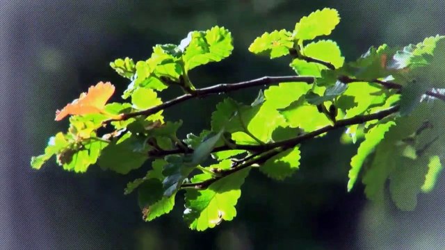 A vendre - Appartement - Aigle (1860) - 3.5 pièces - 80m²