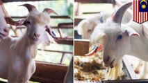 マレーシアのイケメンヤギ「ラモス」が海外のSNSで話題 - トモニュース