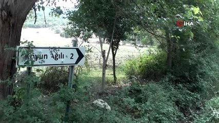 İnekte kuduz vakası görüldü, köy ayağa kalktı