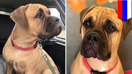 飼い主の元に帰りたい…シベリアの森200キロを越えた犬 - トモニュース