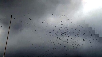 Leyleklerin göç molası havadan görüntülendi