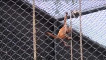 Nace en Colombia el primer ejemplar de mono rojo aullador en 20 años