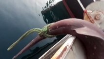 Çanakkaleli balıkçılar 5 metrelik köpek balığı yakaladı