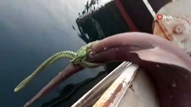 Çanakkaleli balıkçılar 5 metrelik köpek balığı yakaladı