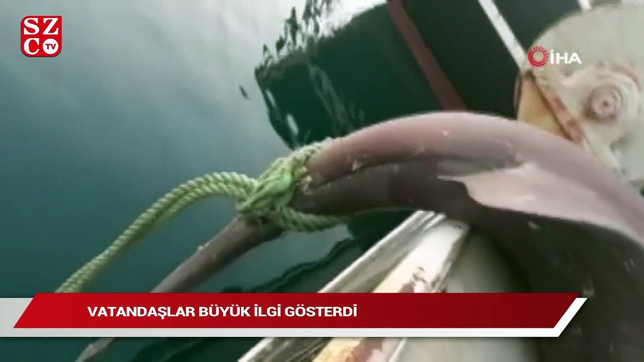 Çanakkaleli balıkçılar 5 metrelik köpek balığı yakaladı