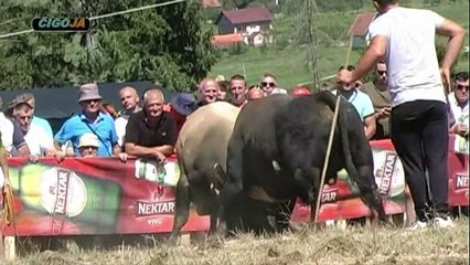 GOLUB ASKA SLJIVARA POBIJEDIO RISONJU PODBRDO 2019