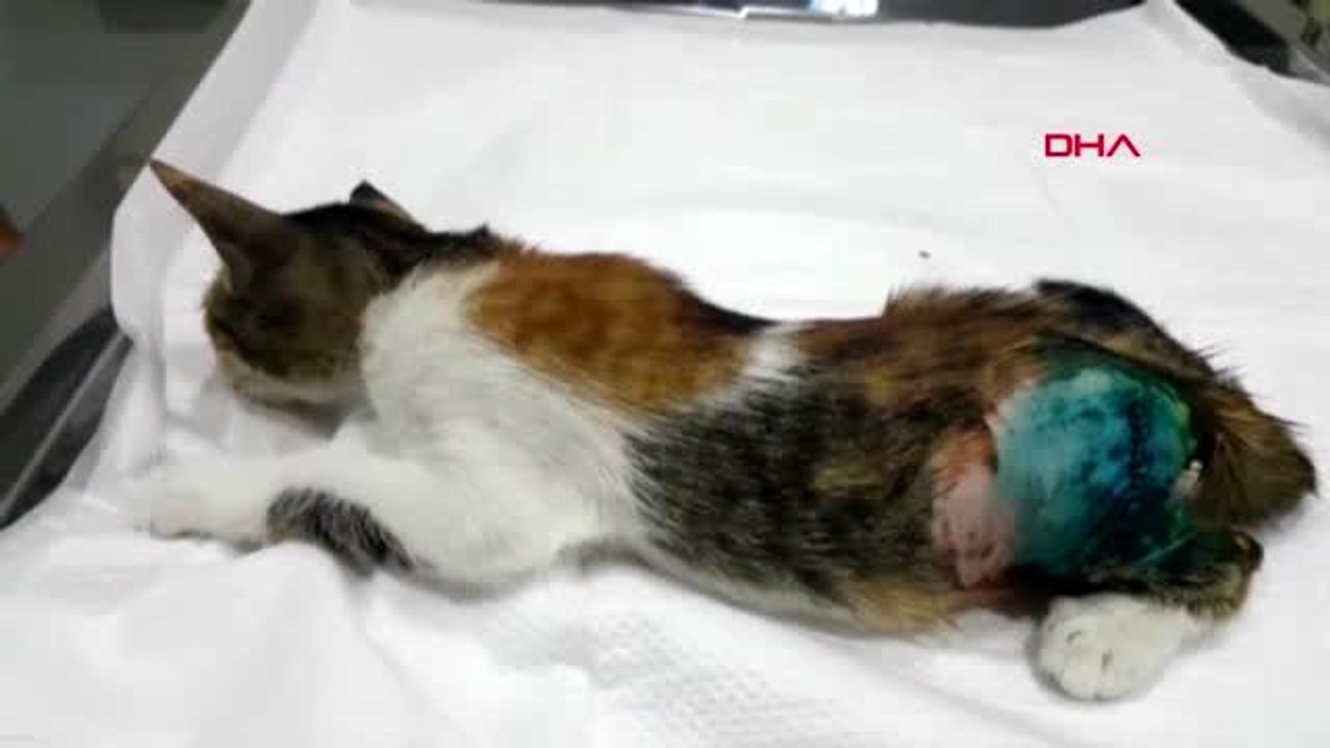 kedi ayağını basamıyor