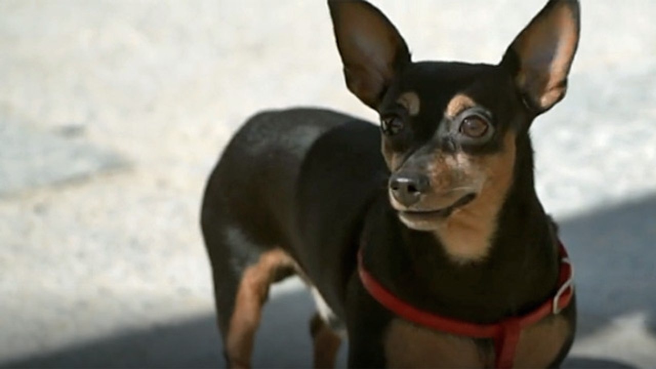 Conoce a Ringo, el perro de Ramoncín