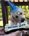Admirez la joie de ce chien pour son premier anniversaire !