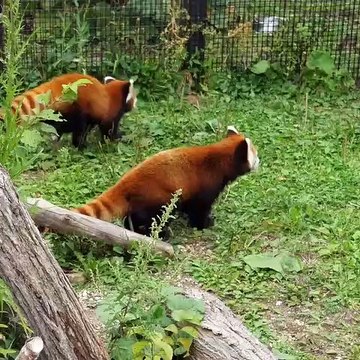 Essayez de ne pas craquer pour la bouille adorable de ces pandas roux !