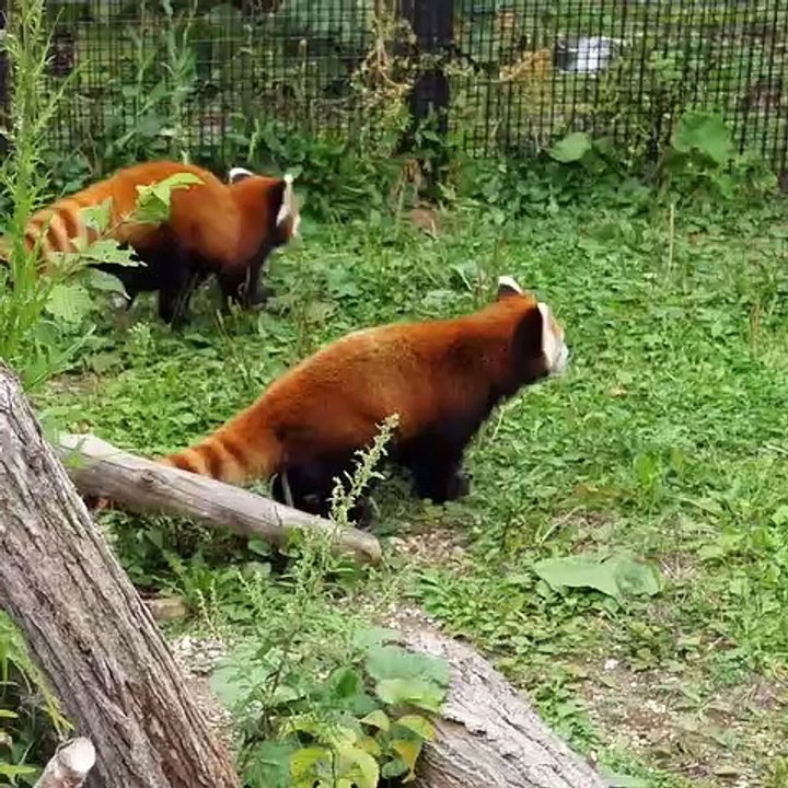 Essayez de ne pas craquer pour la bouille adorable de ces pandas roux !