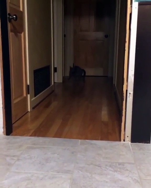 Cette belle chatte grise va vous étonner. A absolument voir !