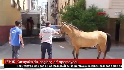 İZMİR Karşıyaka'da 'başıboş at' operasyonu