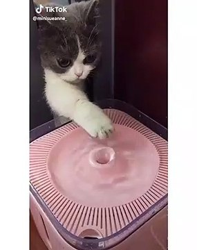 Quand une chatte se prend pour un DJ, voici ce que ça donne !