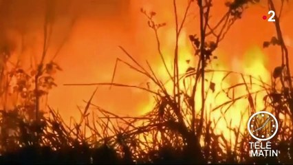 Au Brésil, les incendies ravagent la forêt amazonienne