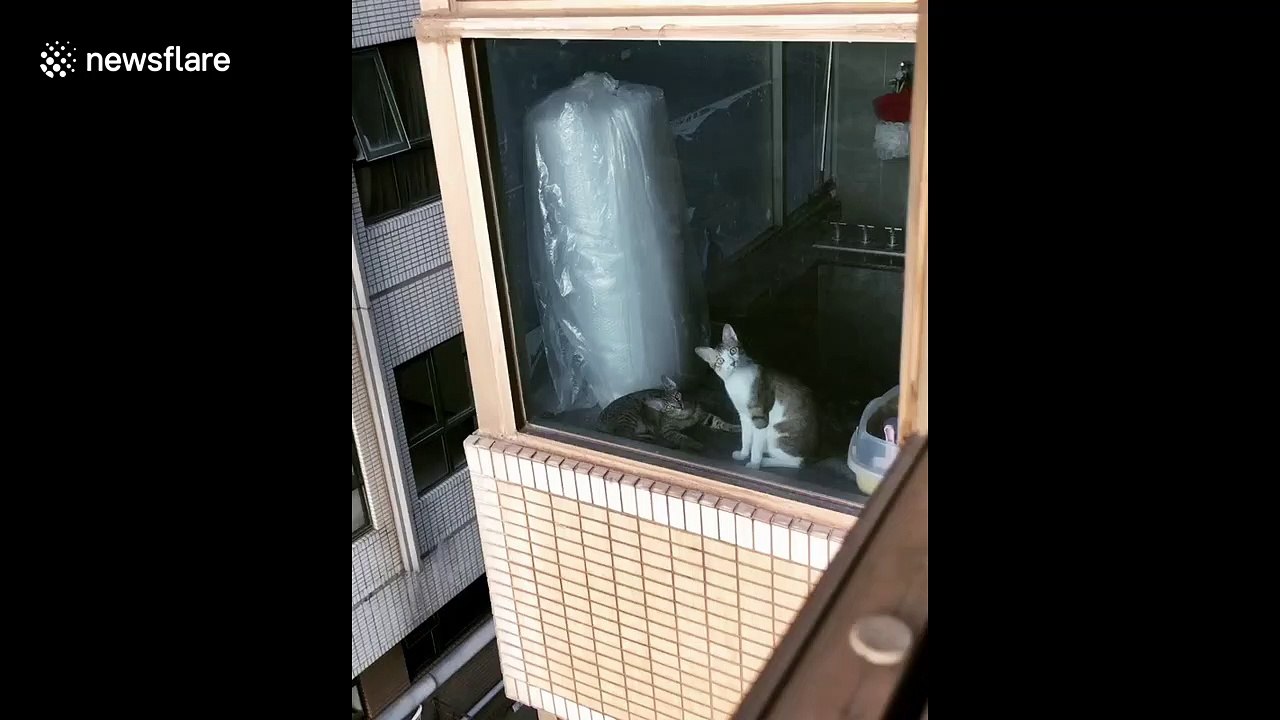 Cat has astonished expression after seeing feline neighbours