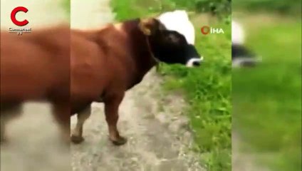 Tosunu eğittiği için fenomen oldu, gazetecilerden 25 bin TL para istedi