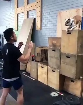 Vous ne pourrez pas arrêter de regarder cette vidéo en boucle. Un chien unique !