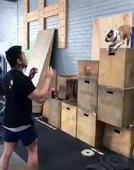 Vous ne pourrez pas arrêter de regarder cette vidéo en boucle. Un chien unique !