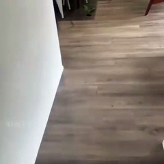 La prochaine fois que vous perdez vos clés, vérifiez du coté de votre perroquet !