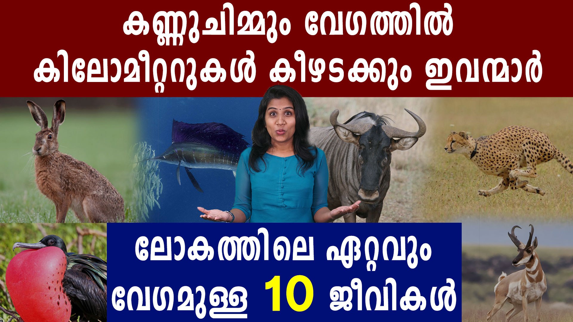 ലോകത്ത് ഏറ്റവും വേഗമുള്ള 10 ജീവികൾ | Oneindia Malayalam - video Dailymotion
