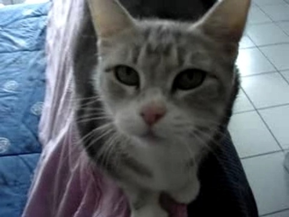 Ma chatounette