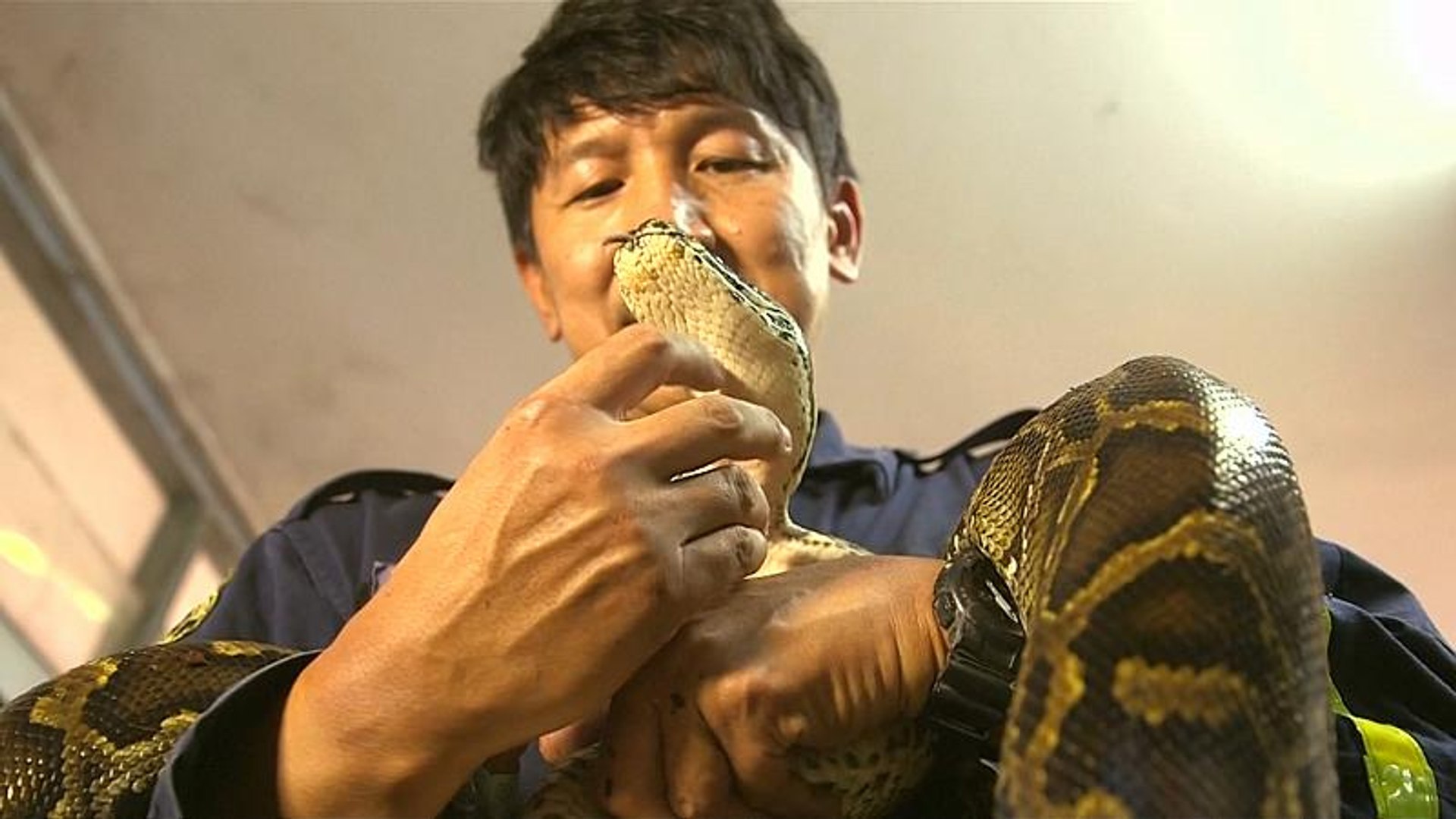 Змее лов. Огромная Кобра. Пожарные в Тайланде.