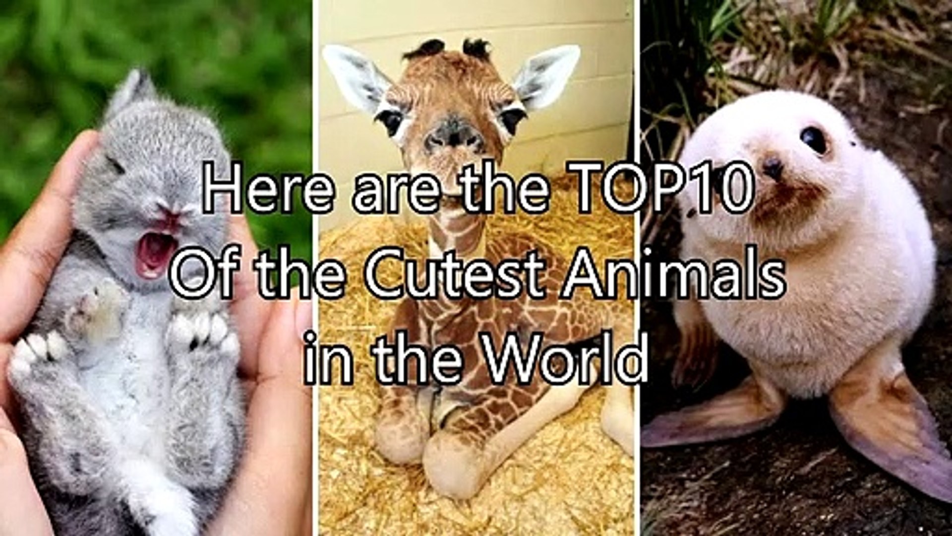 TOP 10 OF THE CUTEST ANIMALS IN THE WORLD - video dailymotion