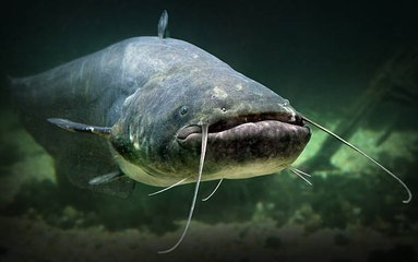 Les silures : les monstres des rivières !