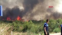 BALIKESİR Edremit'te sazlık alanda yangın