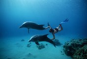 Nager avec les dauphins : une mauvaise idée !