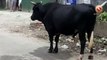 One dies on being attacked by stray bull in Bongaigaon