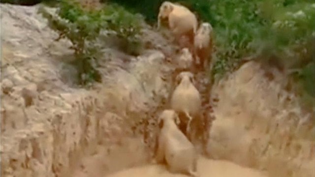 Слонам выкопали выход