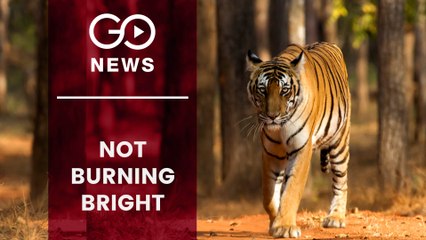 Average 124 Tigers Died In India Between 2000-18