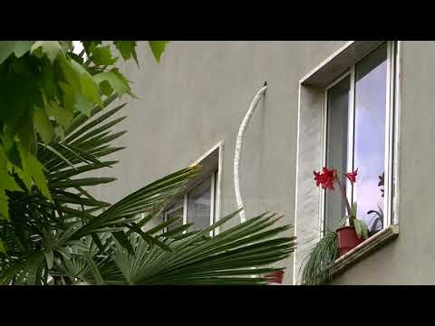 Hetimi i krimeve elektorale, Dosja 184 i kalon prokurorisë së Dibrës