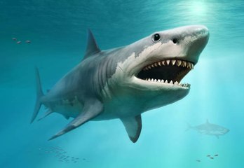 Was wir über Megalodon wissen