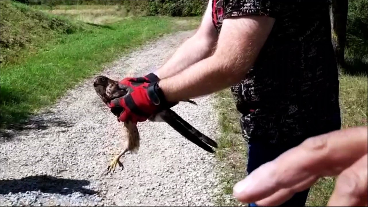 Chaîne de solidarité pour sauver un rapace