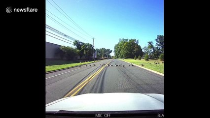 Why did the goose cross the road? Flock holds up traffic in the US