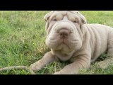 Shar Pei Puppy Eats A Stick