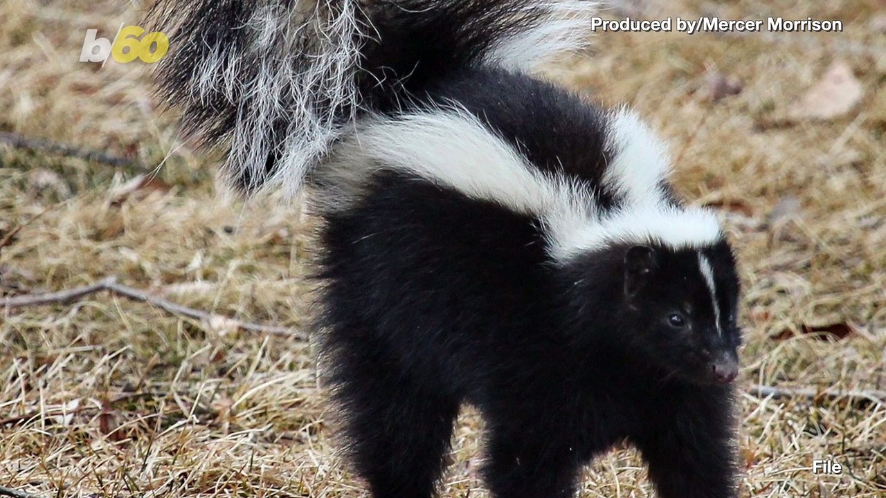What a Stinker! MA Cop Frees Skunk with Cup on Head, Ends Up Getting Sprayed